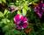 Petúnie 'Sweetunia Miss Marvelous'