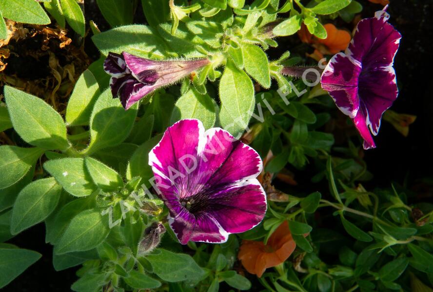 Petúnie 'Sweetunia Miss Marvelous' - Petunia hybrida 'Sweetunia Miss Marvelous'