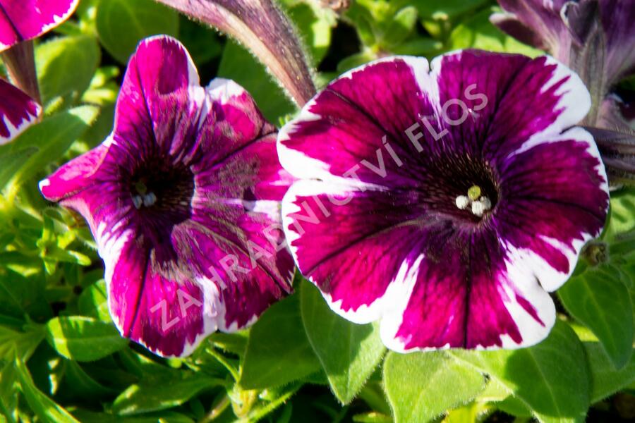 Petúnie 'Sweetunia Miss Marvelous' - Petunia hybrida 'Sweetunia Miss Marvelous'