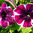 Petúnie 'Sweetunia Miss Marvelous' - Petunia hybrida 'Sweetunia Miss Marvelous'