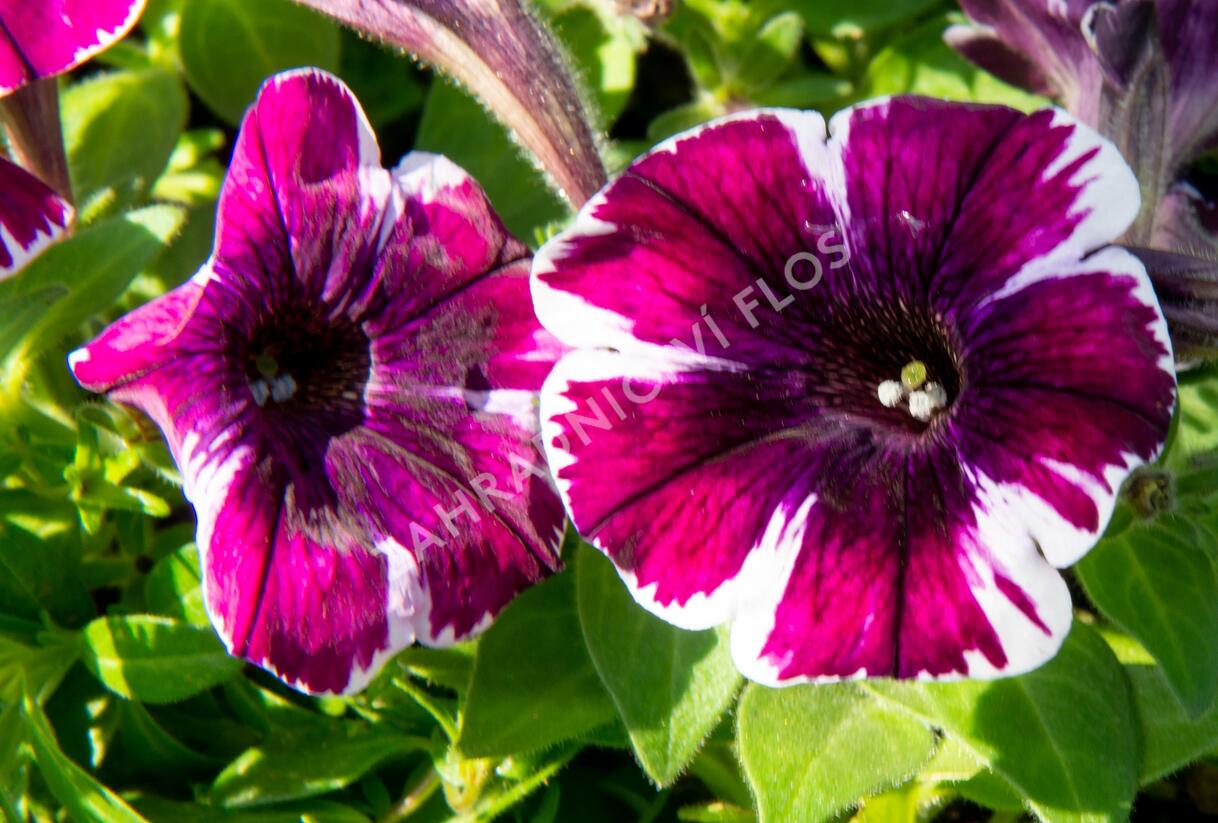 Petúnie 'Sweetunia Miss Marvelous' - Petunia hybrida 'Sweetunia Miss Marvelous'