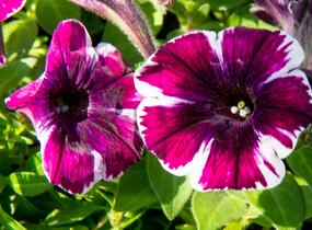 Petúnie 'Sweetunia Miss Marvelous' - Petunia hybrida 'Sweetunia Miss Marvelous'
