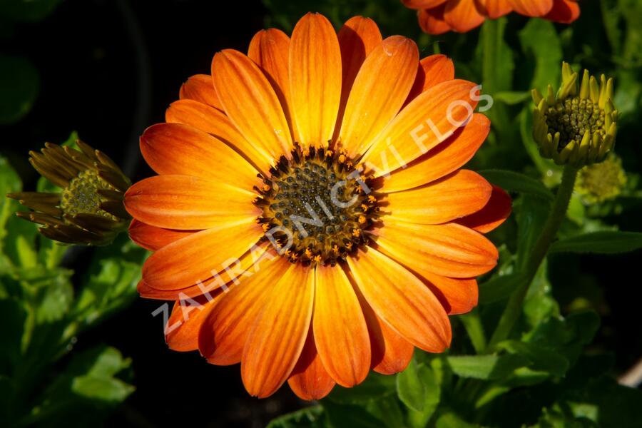 Dvoutvárka 'Margarita Orange Flare' - Osteospermum ecklonis 'Margarita Orange Flare'