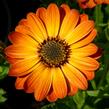 Dvoutvárka 'Margarita Orange Flare' - Osteospermum ecklonis 'Margarita Orange Flare'