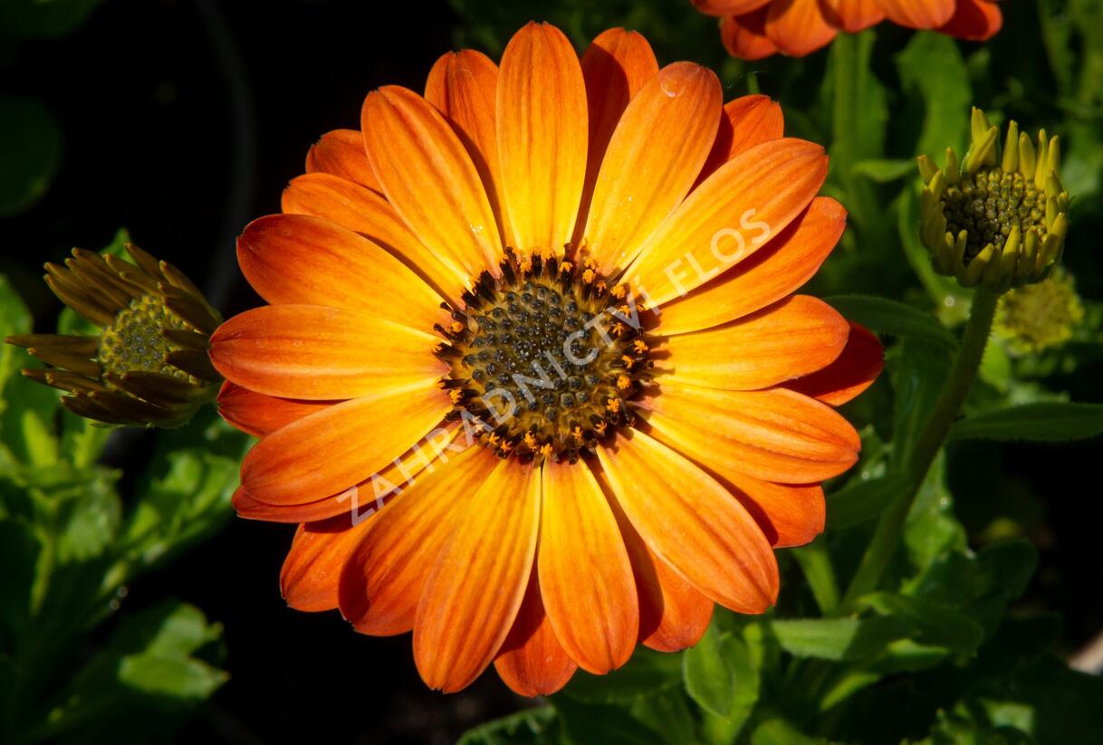 Dvoutvárka 'Margarita Orange Flare' - Osteospermum ecklonis 'Margarita Orange Flare'