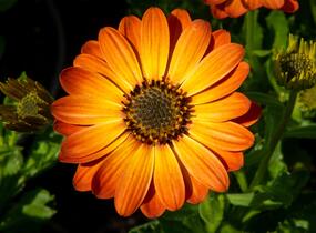 Dvoutvárka 'Margarita Orange Flare' - Osteospermum ecklonis 'Margarita Orange Flare'