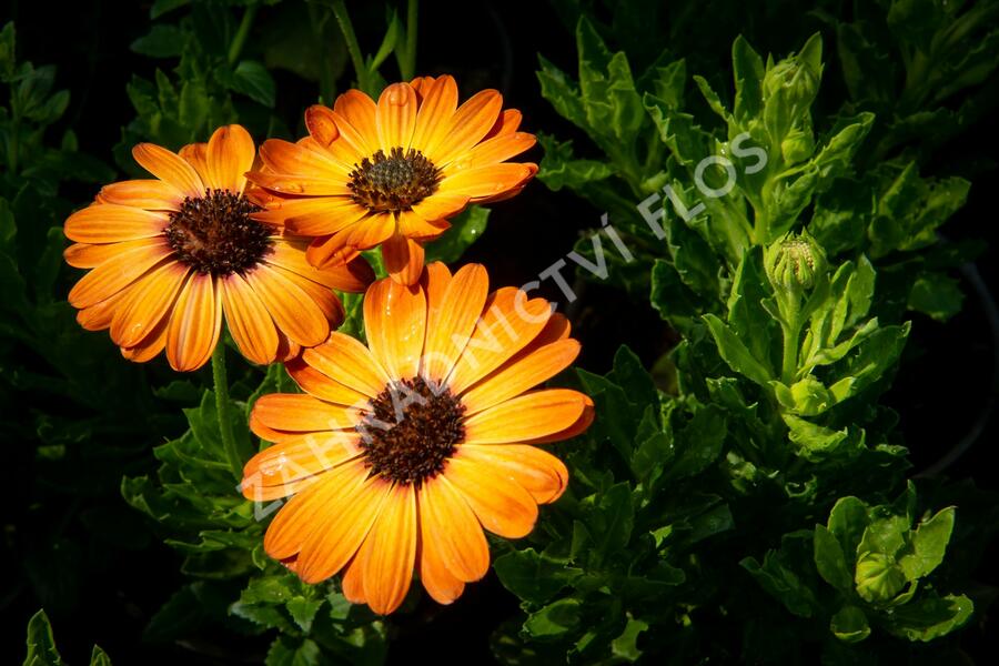 Dvoutvárka 'Margarita Orange Flare' - Osteospermum ecklonis 'Margarita Orange Flare'
