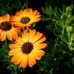 Dvoutvárka 'Margarita Orange Flare' - Osteospermum ecklonis 'Margarita Orange Flare'