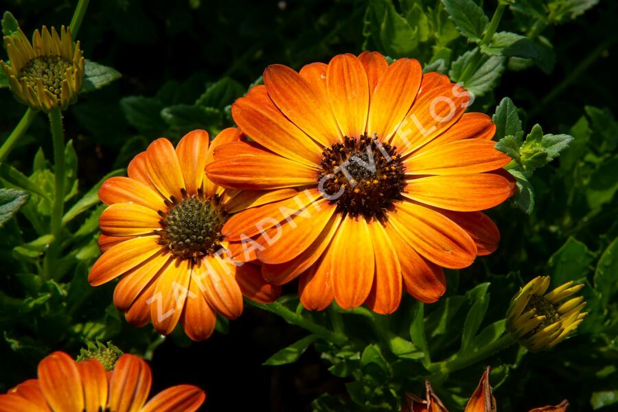 Dvoutvárka 'Margarita Orange Flare' - Osteospermum ecklonis 'Margarita Orange Flare'
