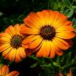 Dvoutvárka 'Margarita Orange Flare' - Osteospermum ecklonis 'Margarita Orange Flare'