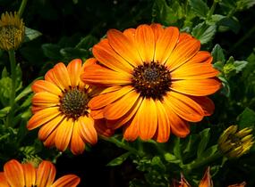 Dvoutvárka 'Margarita Orange Flare' - Osteospermum ecklonis 'Margarita Orange Flare'