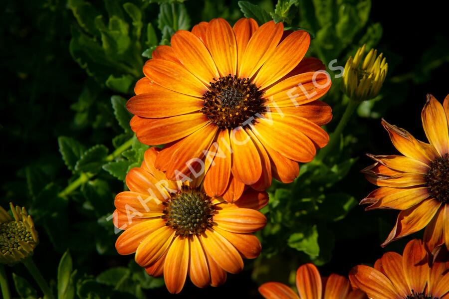 Dvoutvárka 'Margarita Orange Flare' - Osteospermum ecklonis 'Margarita Orange Flare'