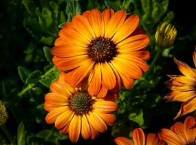Dvoutvárka 'Margarita Orange Flare' - Osteospermum ecklonis 'Margarita Orange Flare'