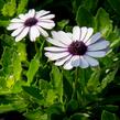 Dvoutvárka 'Margarita White Spoon' - Osteospermum ecklonis 'Margarita White Spoon'