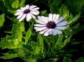 Dvoutvárka 'Margarita White Spoon' - Osteospermum ecklonis 'Margarita White Spoon'