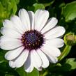 Dvoutvárka 'Margarita White Spoon' - Osteospermum ecklonis 'Margarita White Spoon'