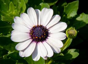 Dvoutvárka 'Margarita White Spoon' - Osteospermum ecklonis 'Margarita White Spoon'