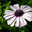 Dvoutvárka 'Margarita White Spoon' - Osteospermum ecklonis 'Margarita White Spoon'