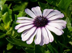 Dvoutvárka 'Margarita White Spoon' - Osteospermum ecklonis 'Margarita White Spoon'