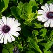 Dvoutvárka 'Margarita White Spoon' - Osteospermum ecklonis 'Margarita White Spoon'