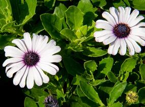 Dvoutvárka 'Margarita White Spoon' - Osteospermum ecklonis 'Margarita White Spoon'