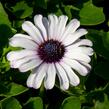 Dvoutvárka 'Margarita White Spoon' - Osteospermum ecklonis 'Margarita White Spoon'