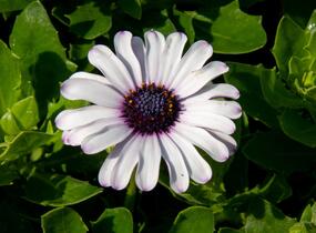 Dvoutvárka 'Margarita White Spoon' - Osteospermum ecklonis 'Margarita White Spoon'