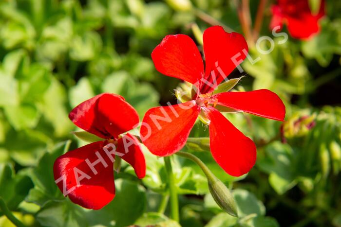 Muškát, pelargonie půdopokryvná plnokvětá 'Red' - Pelargonium hybridum 'Red'