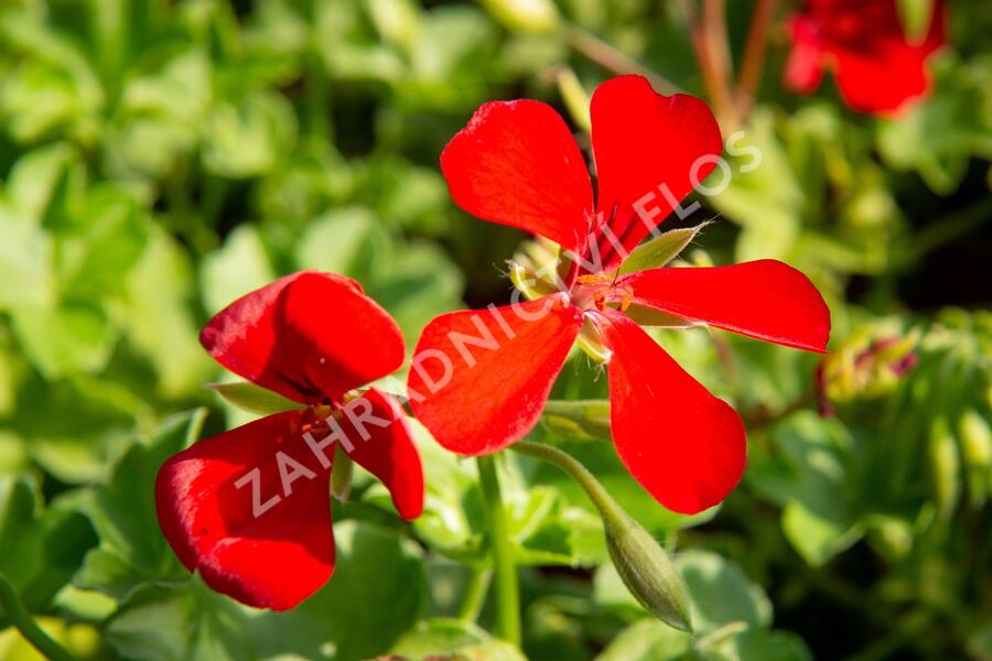 Muškát, pelargonie půdopokryvná plnokvětá 'Red' - Pelargonium hybridum 'Red'