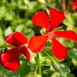 Muškát, pelargonie půdopokryvná plnokvětá 'Red' - Pelargonium hybridum 'Red'