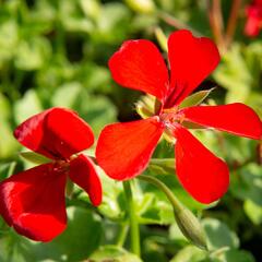 Muškát, pelargonie půdopokryvná plnokvětá 'Red' - Pelargonium hybridum 'Red'