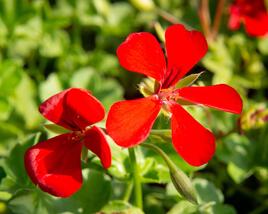 Muškát, pelargonie plnokvětá 'Red'