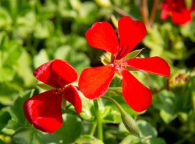 Muškát, pelargonie plnokvětá 'Red' - Pelargonium hybridum 'Red'