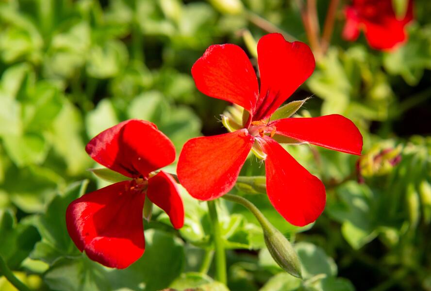 Muškát, pelargonie plnokvětá 'Red' - Pelargonium hybridum 'Red'