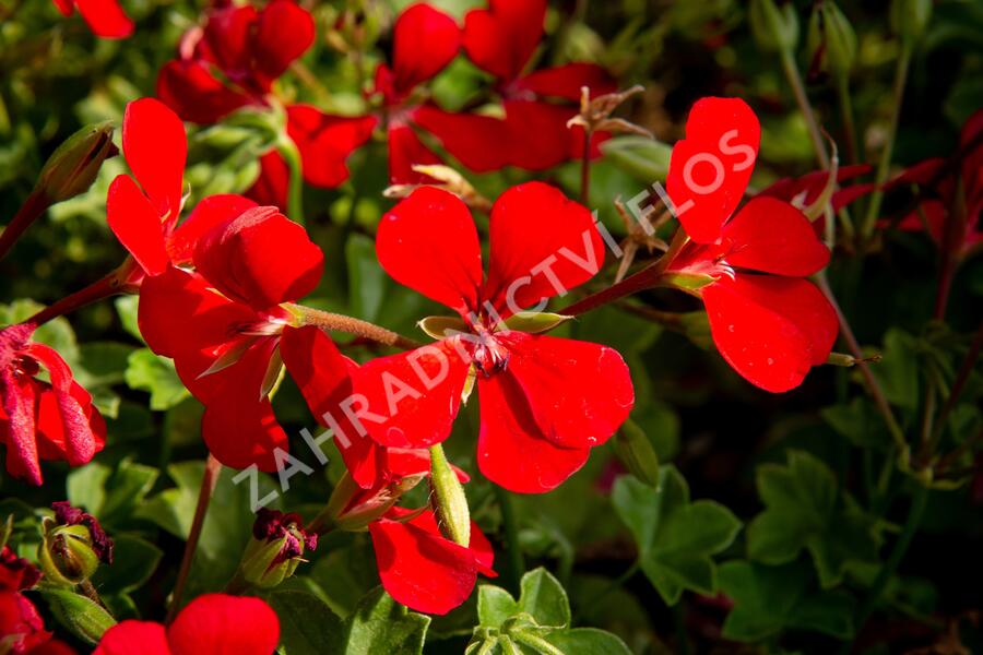 Muškát, pelargonie půdopokryvná plnokvětá 'Red' - Pelargonium hybridum 'Red'