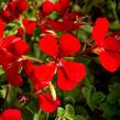 Muškát, pelargonie půdopokryvná plnokvětá 'Red' - Pelargonium hybridum 'Red'