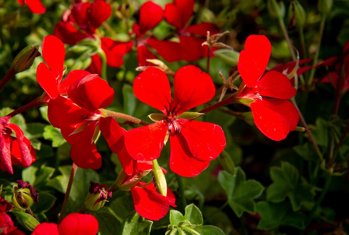 Muškát, pelargonie plnokvětá 'Red' - Pelargonium hybridum 'Red'
