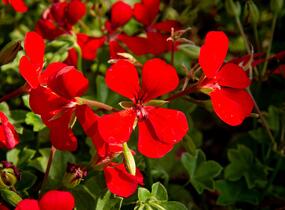 Muškát, pelargonie plnokvětá 'Red' - Pelargonium hybridum 'Red'