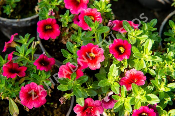 Minipetúnie, Million Bells 'Sweetbells Cherry Red Morn' - Calibrachoa hybrida 'Sweetbells Cherry Red Morn'