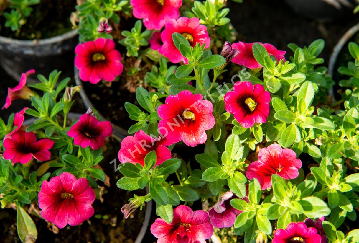Minipetúnie, Million Bells 'Sweetbells Cherry Red Morn' - Calibrachoa hybrida 'Sweetbells Cherry Red Morn'