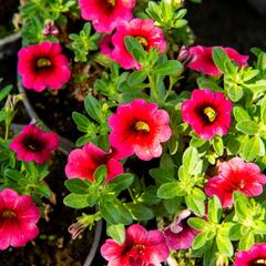 Minipetúnie, Million Bells 'Sweetbells Cherry Red Morn' - Calibrachoa hybrida 'Sweetbells Cherry Red Morn'