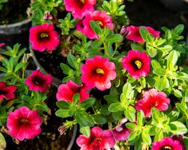 Minipetúnie, Million Bells 'Sweetbells Cherry Red Morn'