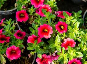 Minipetúnie, Million Bells 'Sweetbells Cherry Red Morn' - Calibrachoa hybrida 'Sweetbells Cherry Red Morn'