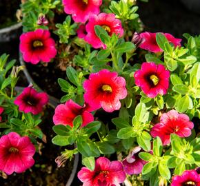 Minipetúnie, Million Bells 'Sweetbells Cherry Red Morn' - Calibrachoa hybrida 'Sweetbells Cherry Red Morn'