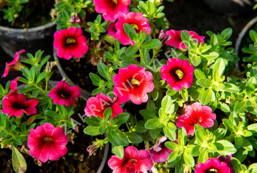 Minipetúnie, Million Bells 'Sweetbells Cherry Red Morn' - Calibrachoa hybrida 'Sweetbells Cherry Red Morn'