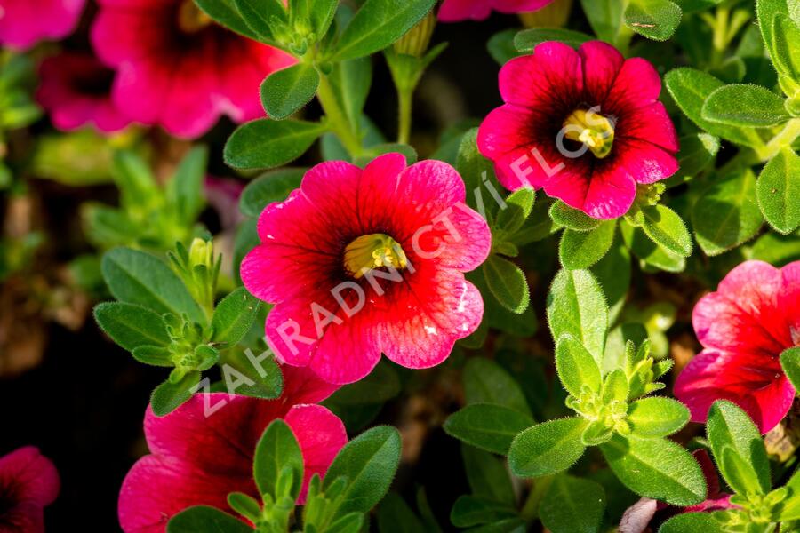 Minipetúnie, Million Bells 'Sweetbells Cherry Red Morn' - Calibrachoa hybrida 'Sweetbells Cherry Red Morn'