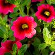 Minipetúnie, Million Bells 'Sweetbells Cherry Red Morn' - Calibrachoa hybrida 'Sweetbells Cherry Red Morn'