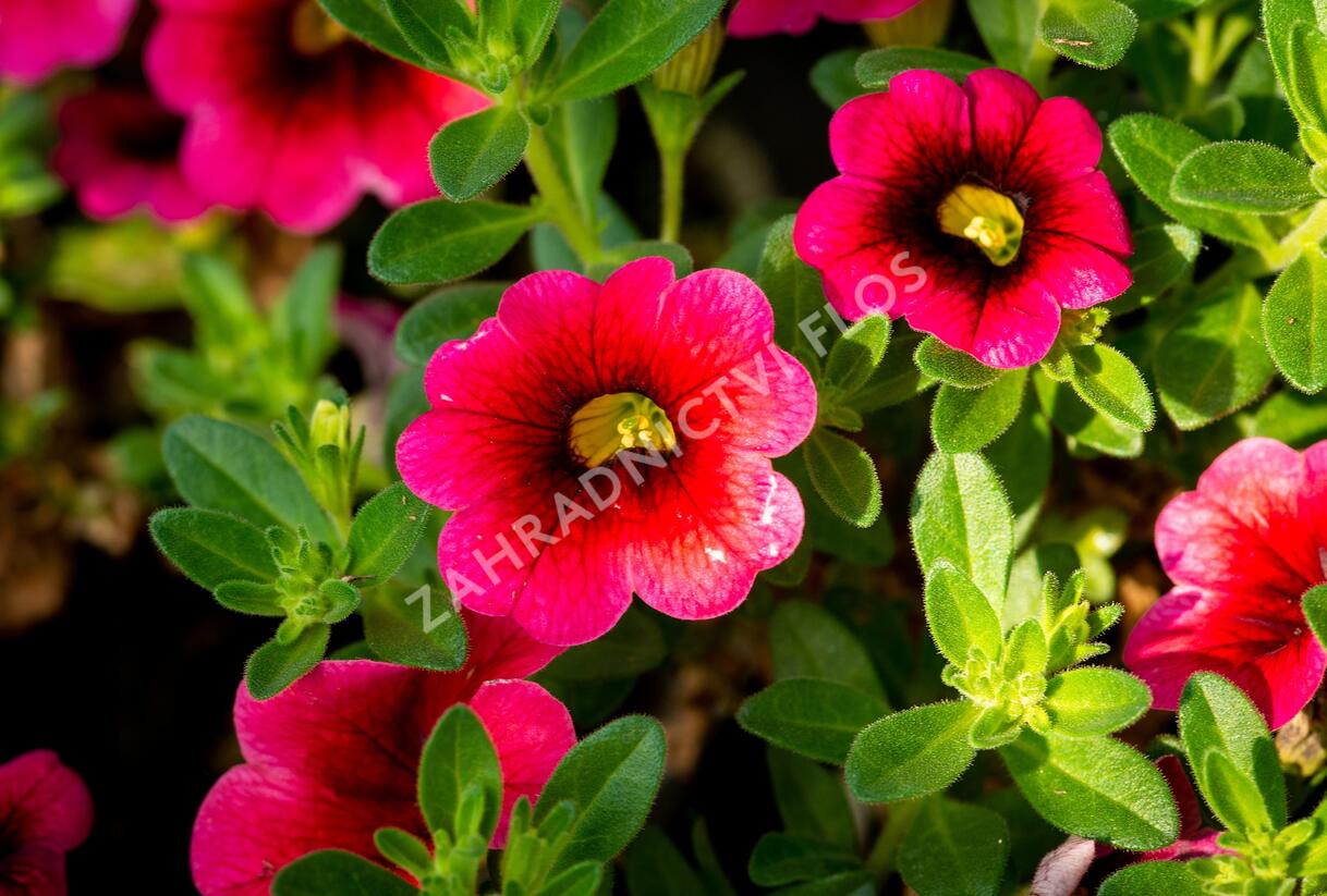 Minipetúnie, Million Bells 'Sweetbells Cherry Red Morn' - Calibrachoa hybrida 'Sweetbells Cherry Red Morn'