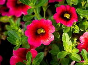 Minipetúnie, Million Bells 'Sweetbells Cherry Red Morn' - Calibrachoa hybrida 'Sweetbells Cherry Red Morn'