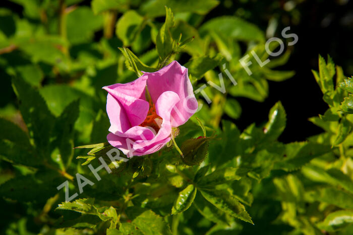 Růže viržínská - Rosa virginiana